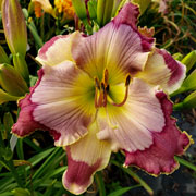 Spacecoast No Drone Zone Daylily
